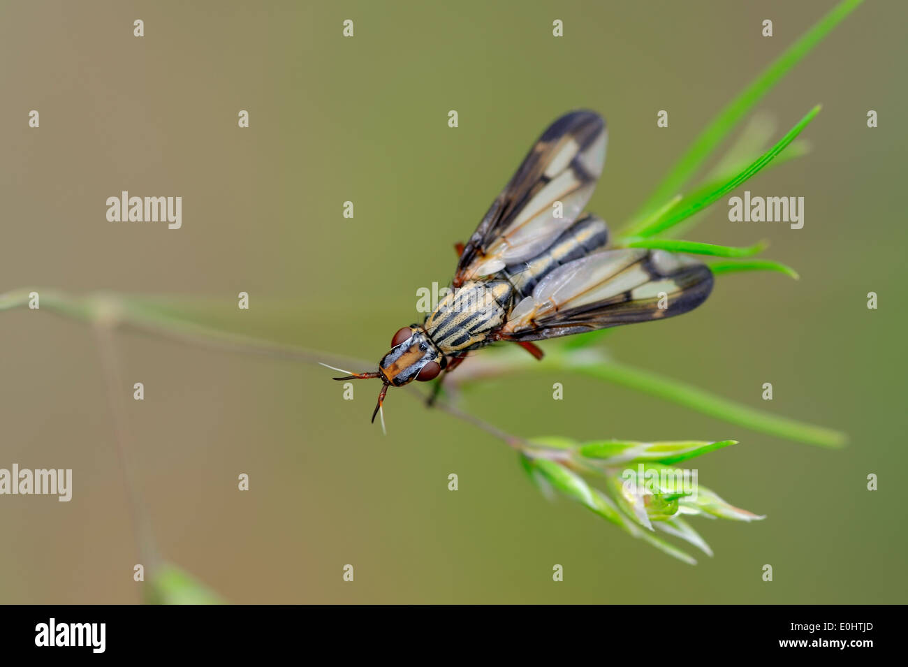 Bild-winged Fly (Macheirocera Grandis), Provence, Südfrankreich Stockfoto