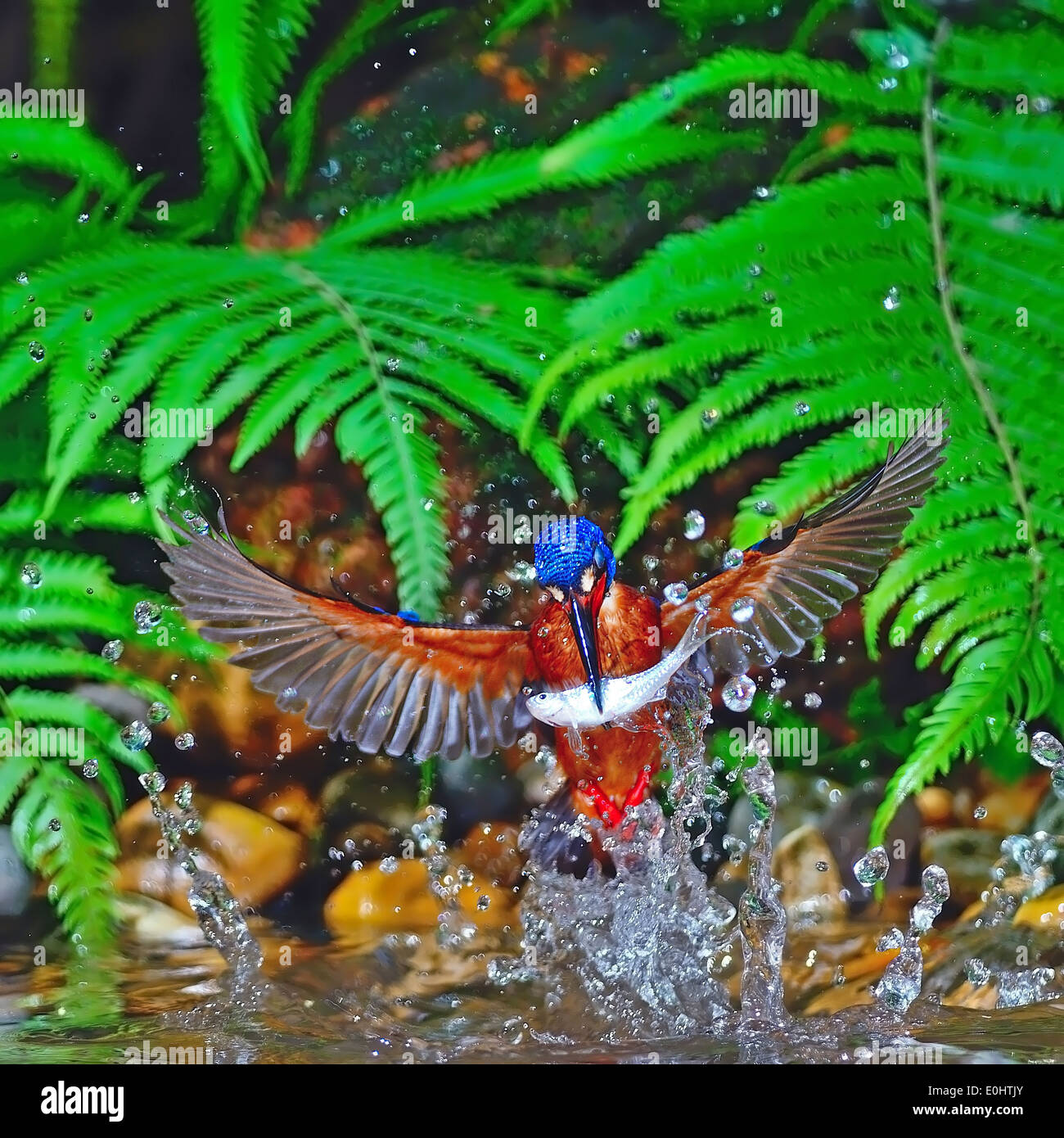 Fang von Fischen, männliche blau-eared Eisvogel (Alcedo Jayakarta) im Flug Stockfoto