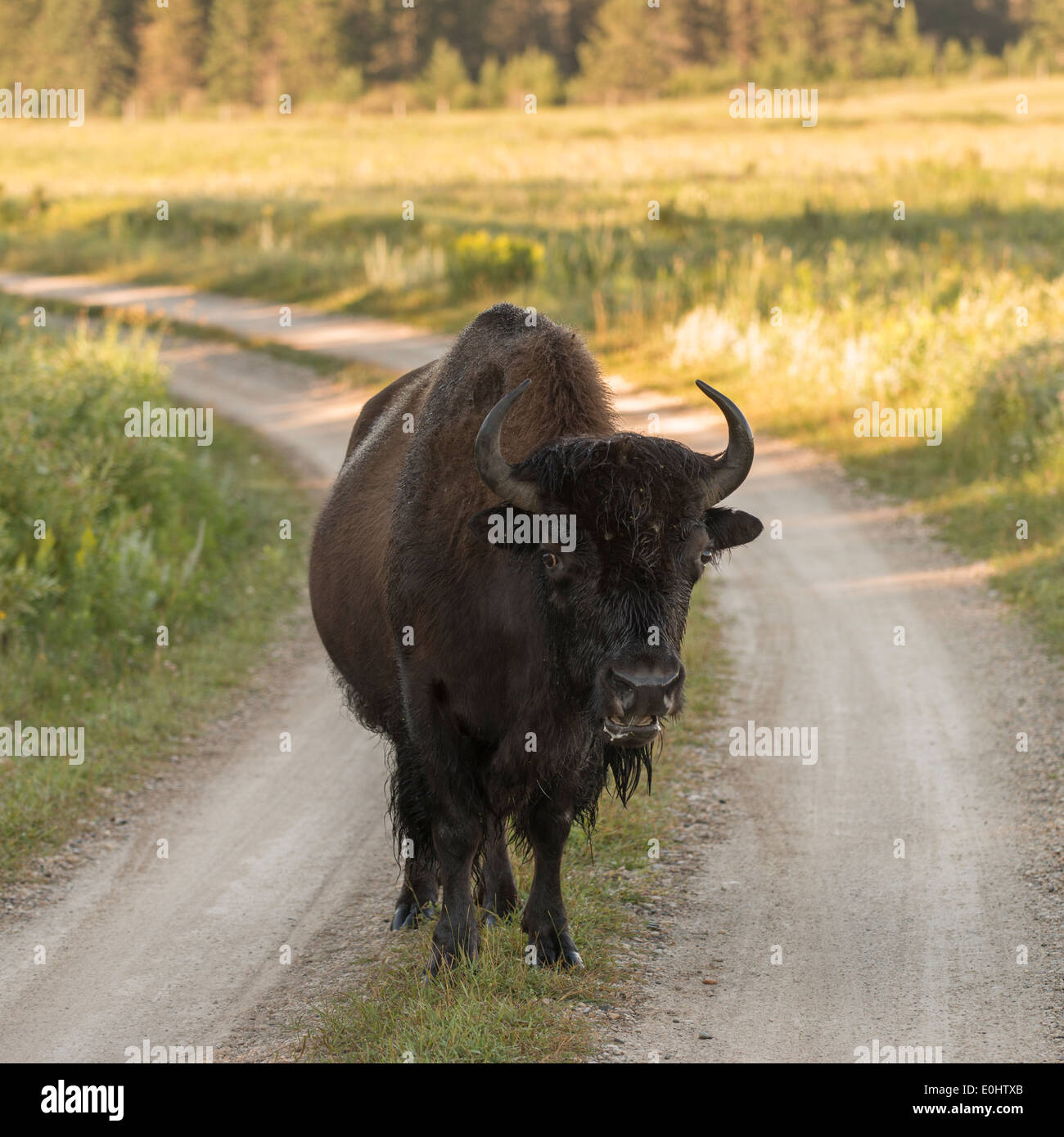 Bison stehend auf eine Dirt Road, Lake Audy Campground, Riding Mountain National Park, Manitoba, Kanada Stockfoto