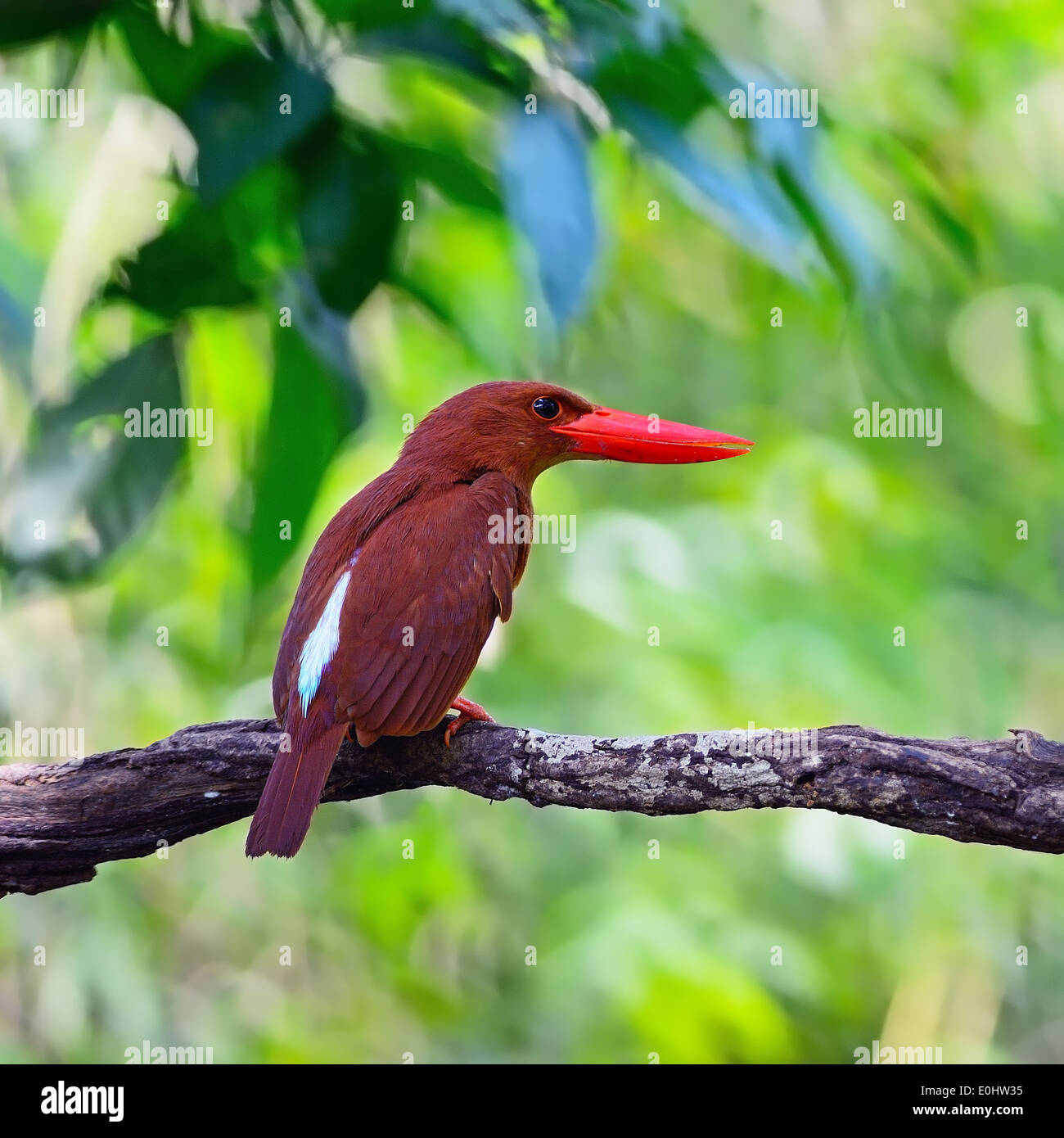Bunte rote Kingfisher, männliche Ruddy Kingfisher (Halcyon Coromanda), auf einem Ast zurück Profil Stockfoto