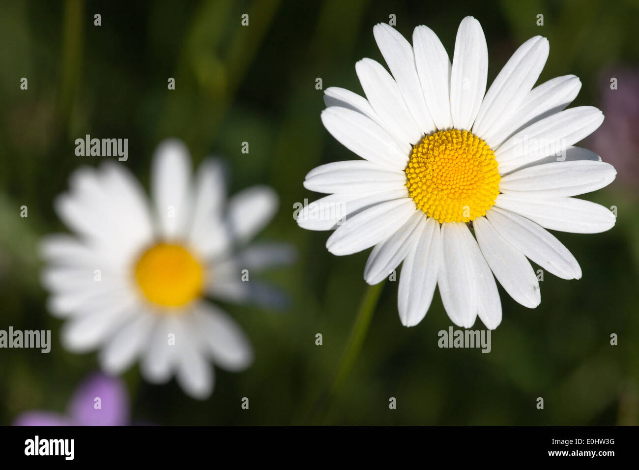 Margerite - weiße Oxeye daisy Stockfoto