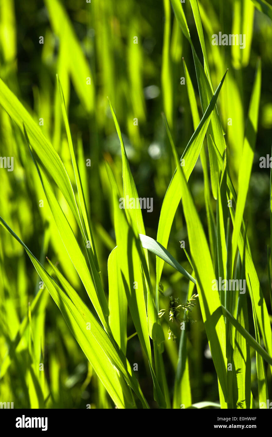 Grashalme - Grass Stockfoto