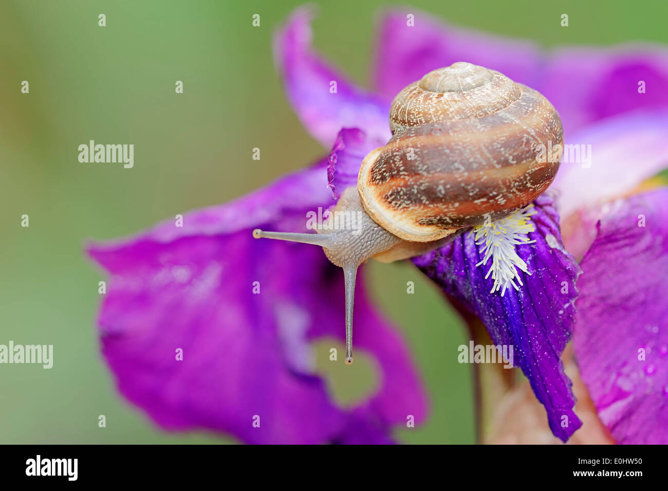 Braun Garten Schnecke (Cornu Aspersum, Cryptomphalus Aspersus, Helix Aspersa) auf Iris (Iris spec.), Provence, Südfrankreich Stockfoto