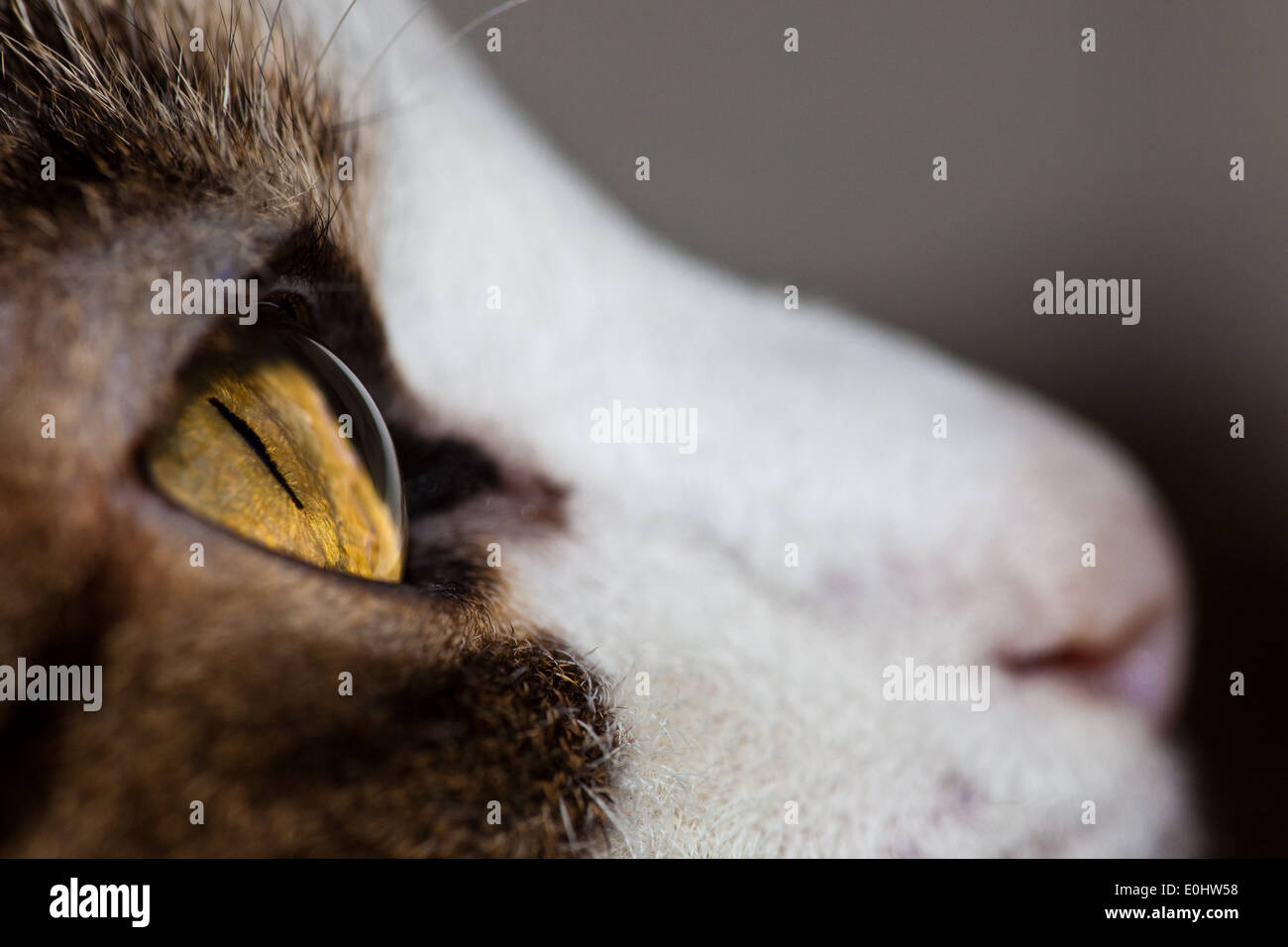 Katzenblick - Katzenauge Blick Stockfoto