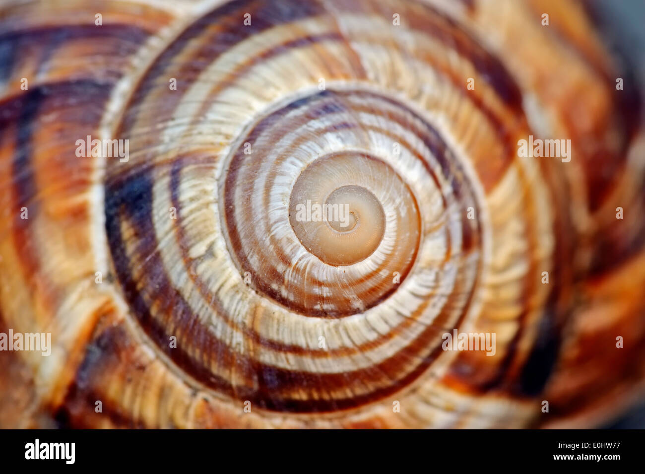 Türkische Schnecke oder essbare Schnecke (Helix Lucorum), Detail von Shell, Provence, Südfrankreich Stockfoto