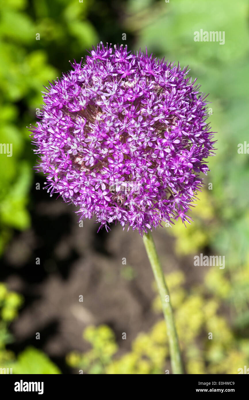 Riesenlauch (Allium Globemaster), sterben GARTEN TULLN 2009 - Riesen-Lauch (Allium Globemaster) Stockfoto