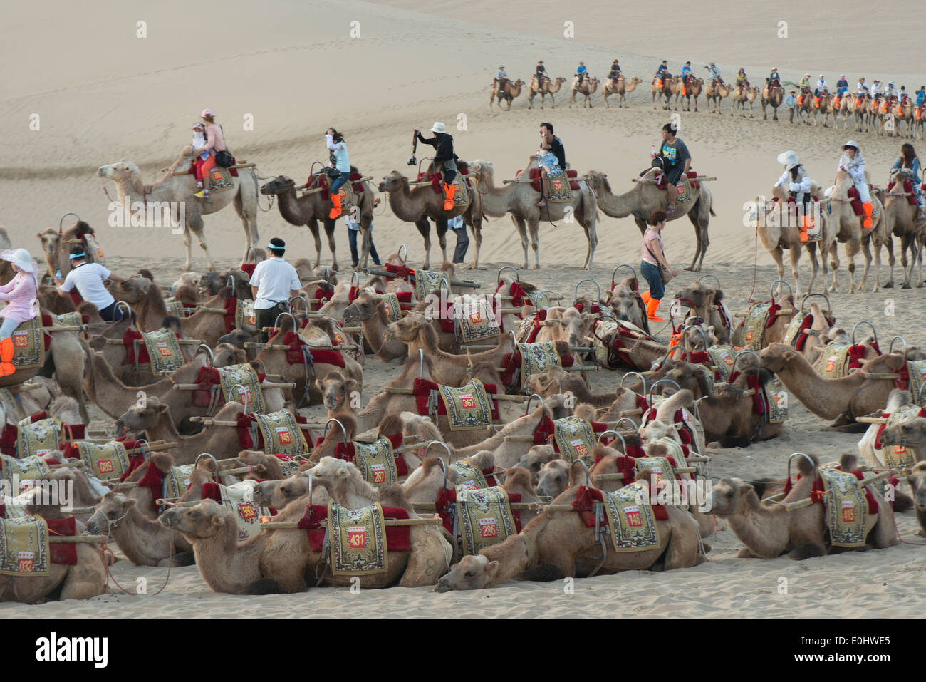 Kamele mit Touristen auf berühmte Shan, Dunhuang, Jiuquan, Provinz Gansu, China Stockfoto