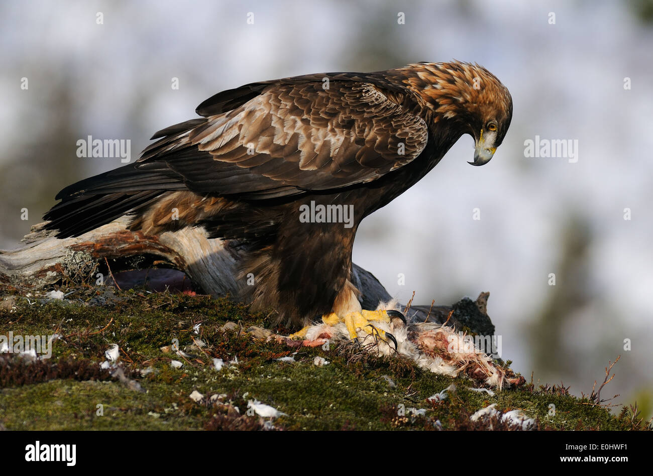Steinadler mit Schneehasen als Beute auf einem Plateau in den Hügeln von Flatanger, Nord Tröndelag in Norwegen Stockfoto