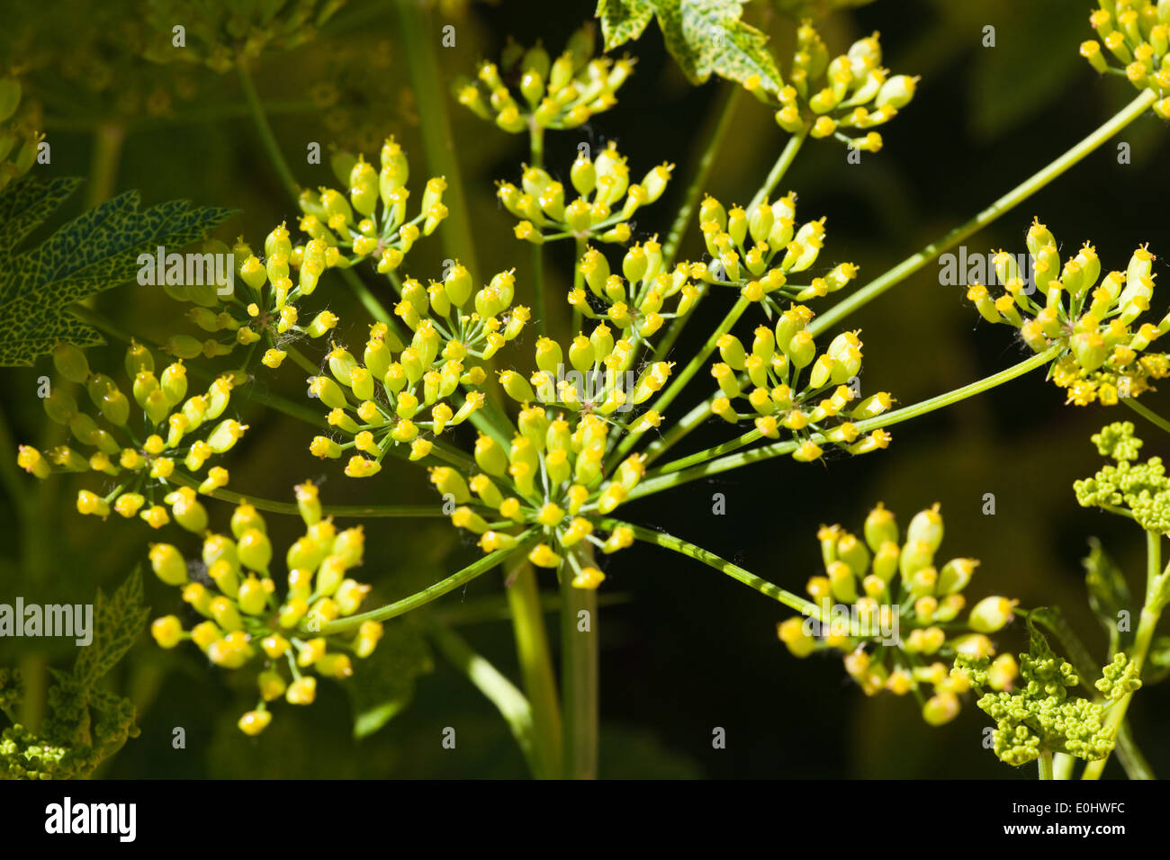 Dill bloom Fotos und Bildmaterial in hoher Auflösung Alamy
