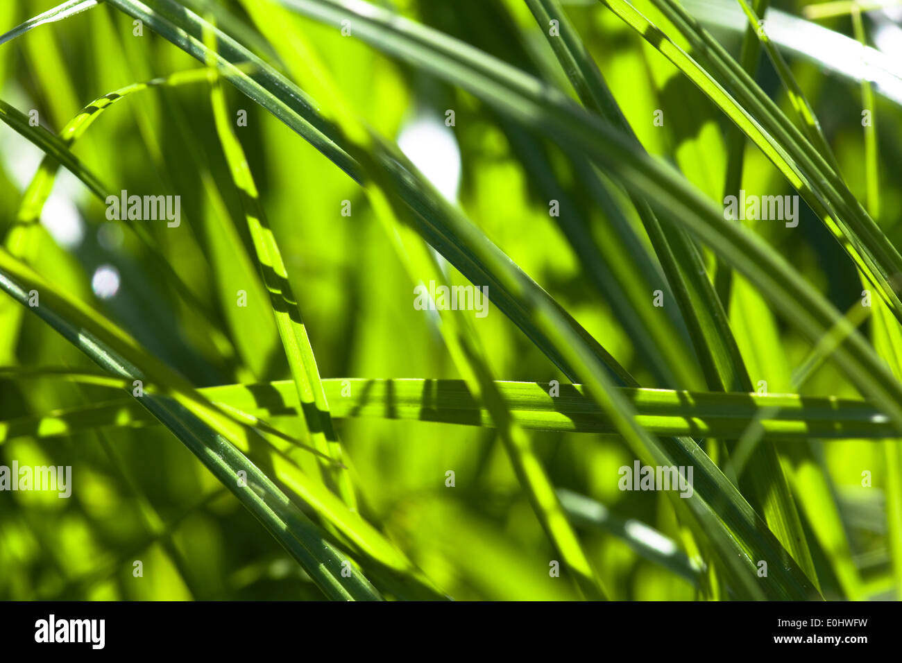 Grashalme - Grass Stockfoto