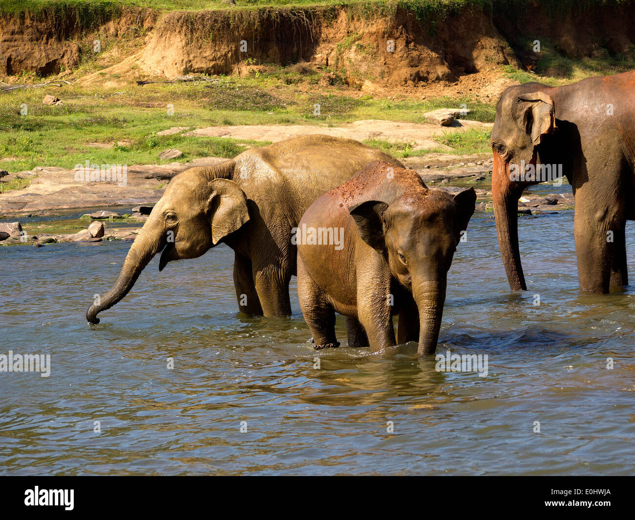 Elephants at the water hole 3 Elefanten am Wasser Ansichtskarte D 