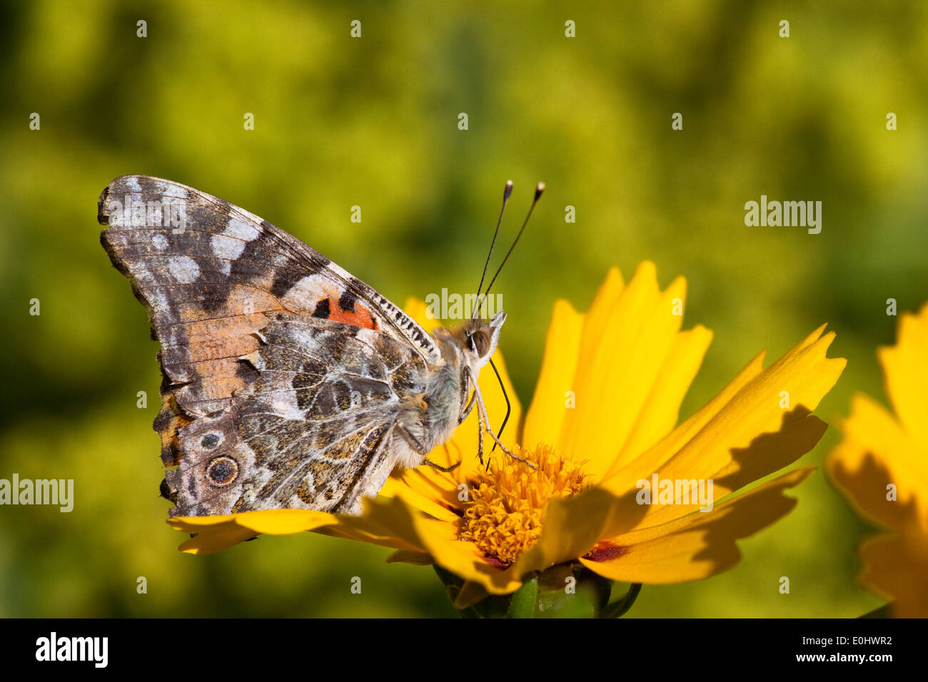 Distelfalter, Coreopsis, (Coreopsis Lanceolata Stockfotografie Alamy