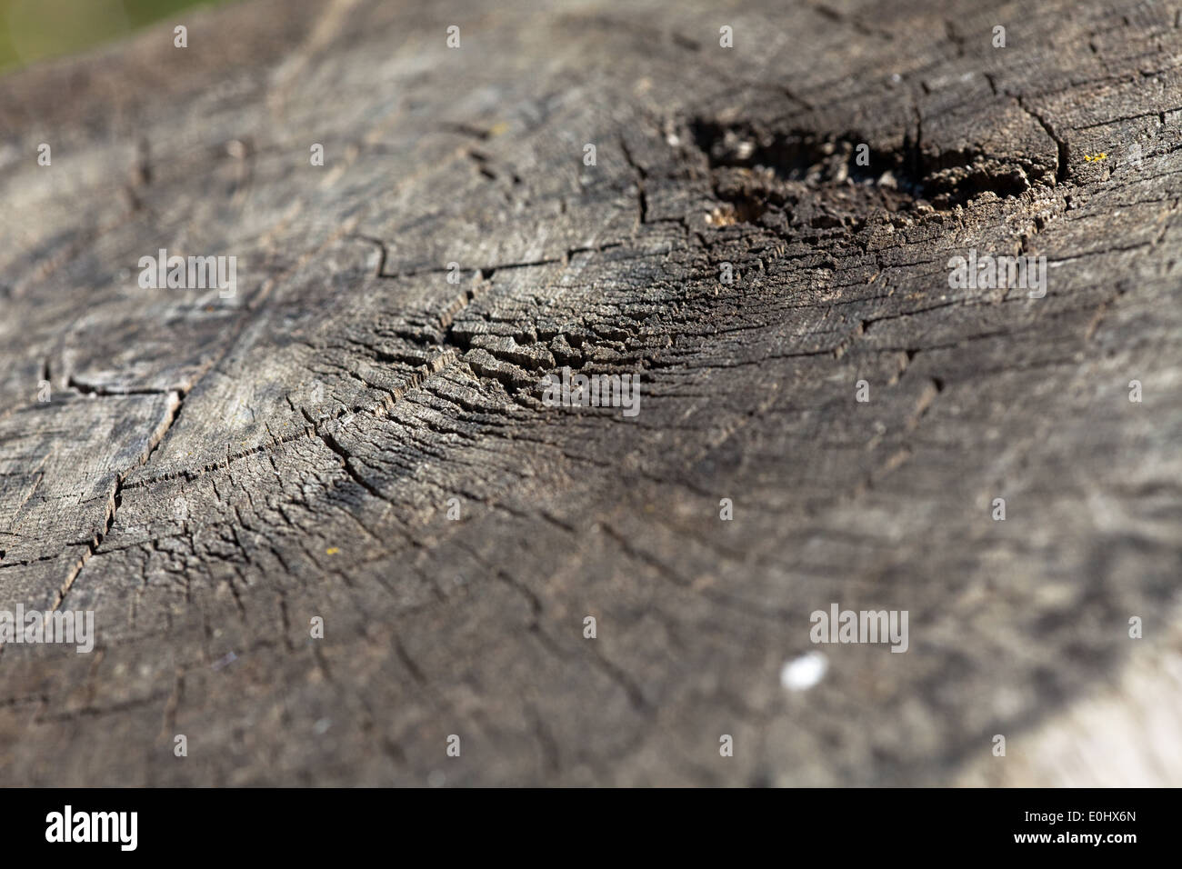 Baumstumpf, ringporig - Holz Stockfoto