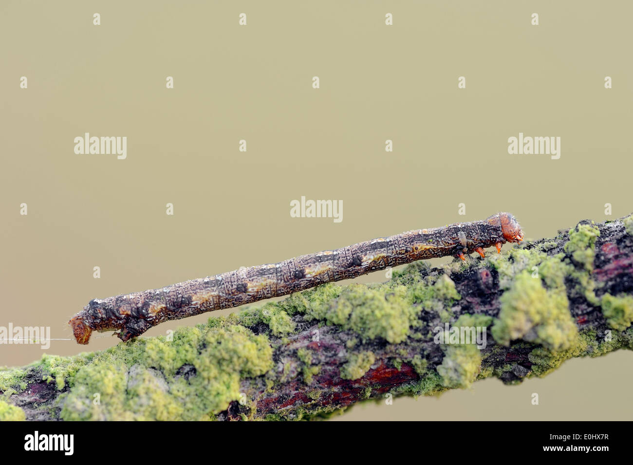 Fleckige Umbra (Erannis Defoliaria), Raupe, Niederlande Stockfoto
