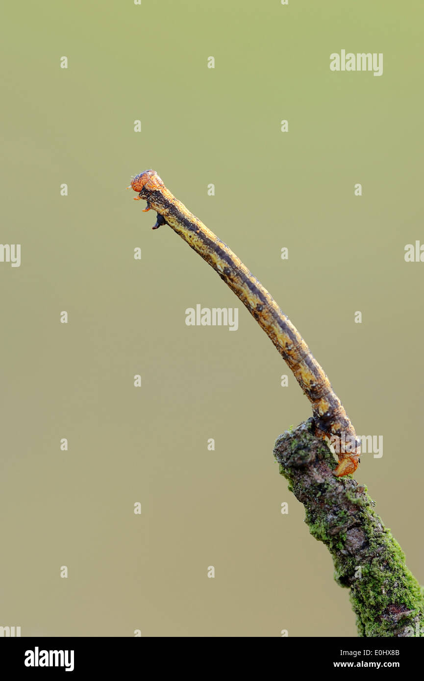 Fleckige Umbra (Erannis Defoliaria), Raupe, Niederlande Stockfoto