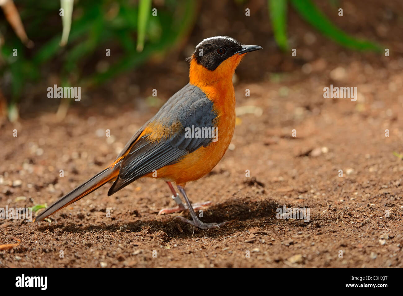White-crowned Robin chatten, Snowy-gekrönter Robin-Chat oder unter der Leitung von Snowy Robin-Chat (Cossypha Niveicapilla) Stockfoto