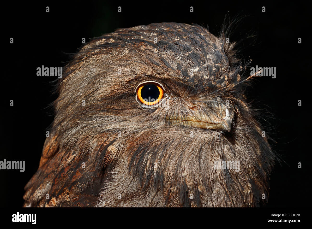 Tawny Frogmouth (ein Strigoides) in der Nacht, Australien Stockfoto