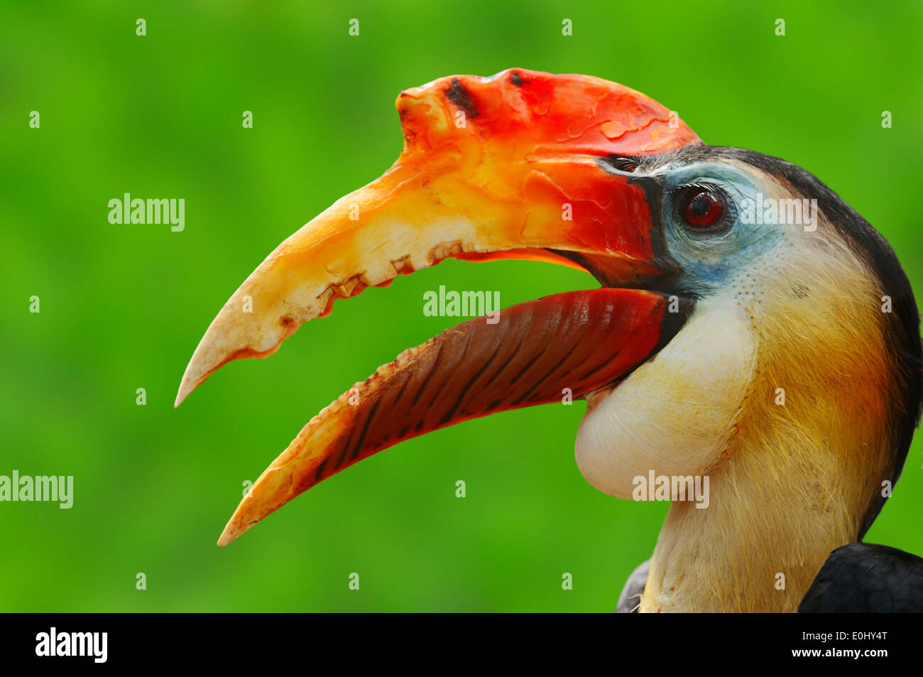 Runzlig Hornbill oder Sunda faltig Hornbill (Aceros Corrugatus), Männlich Stockfoto