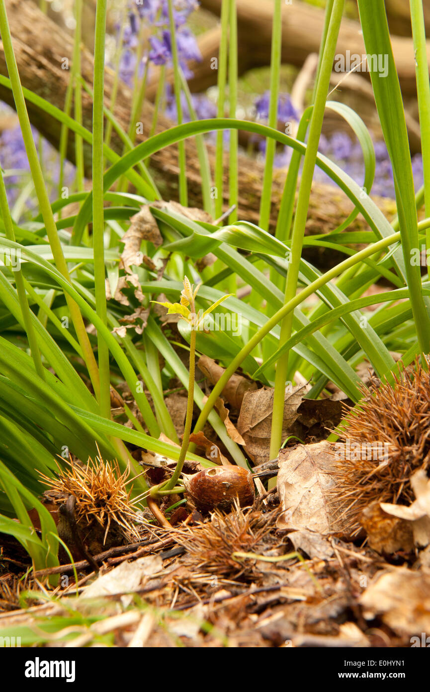 Neue Blätter aus einzelnen Edelkastanie Bäumchen gegen frühen Morgen unter Wiese von Glockenblumen im Wald Waldboden Stockfoto