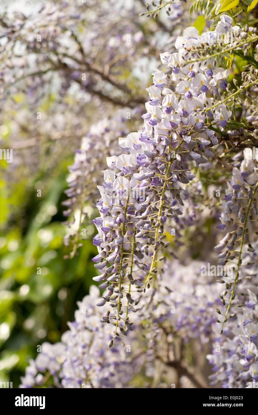 Detail der Blten leicht blass violett lila lila Lavendel Farbe Blauregen  Blumen Stockfotografie - Alamy