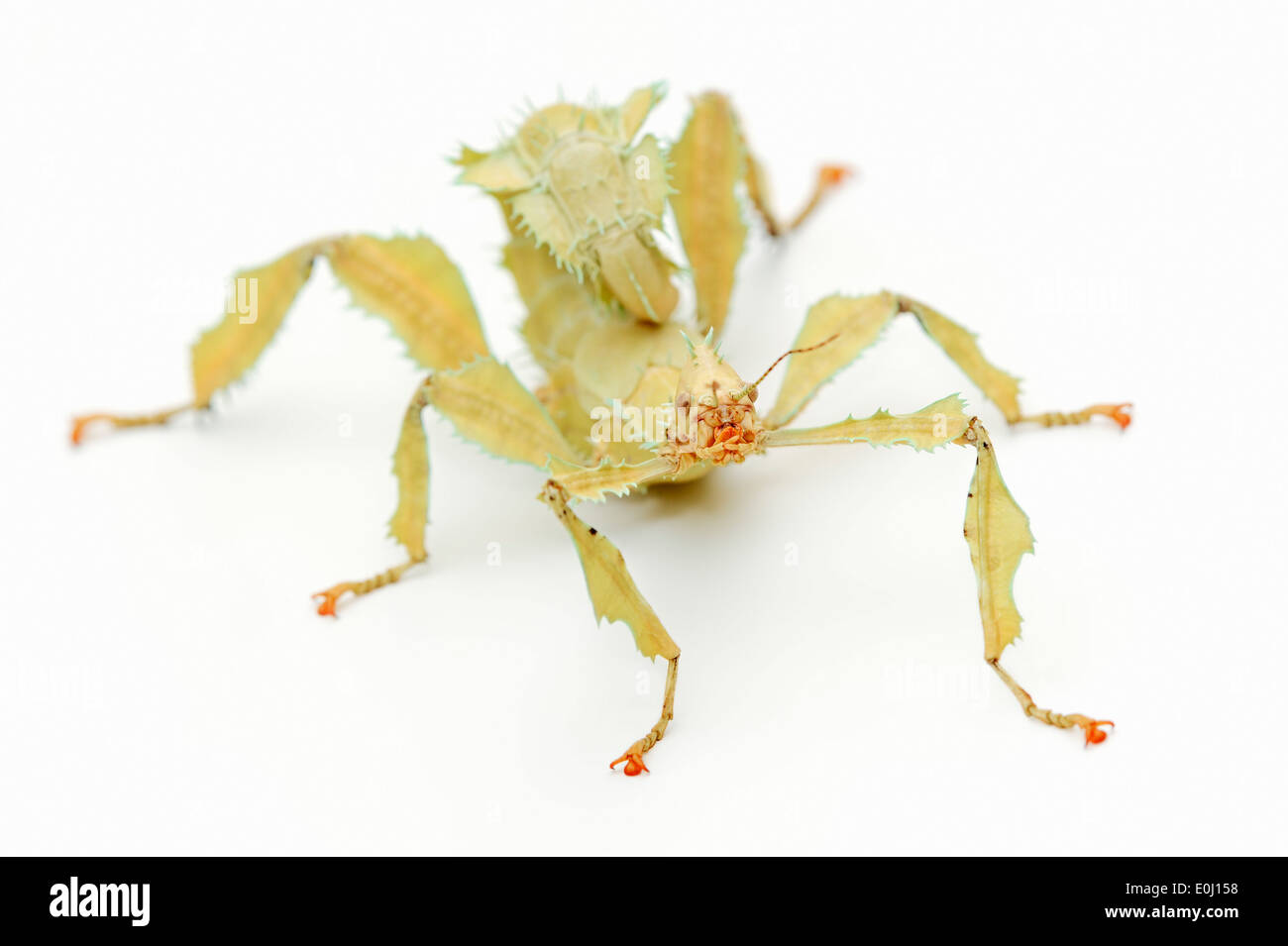 Australische Spazierstock, Maclaeys Spectre, Spiney Stabheuschrecke oder riesige stacheligen Stabheuschrecke (Extatosoma Tiaratum), Weiblich Stockfoto