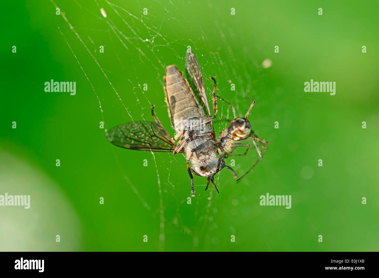 Sheet Web Spider (Linyphia Triangularis) im Web mit beschlagnahmten Pferdefliege, North Rhine-Westphalia, Deutschland Stockfoto