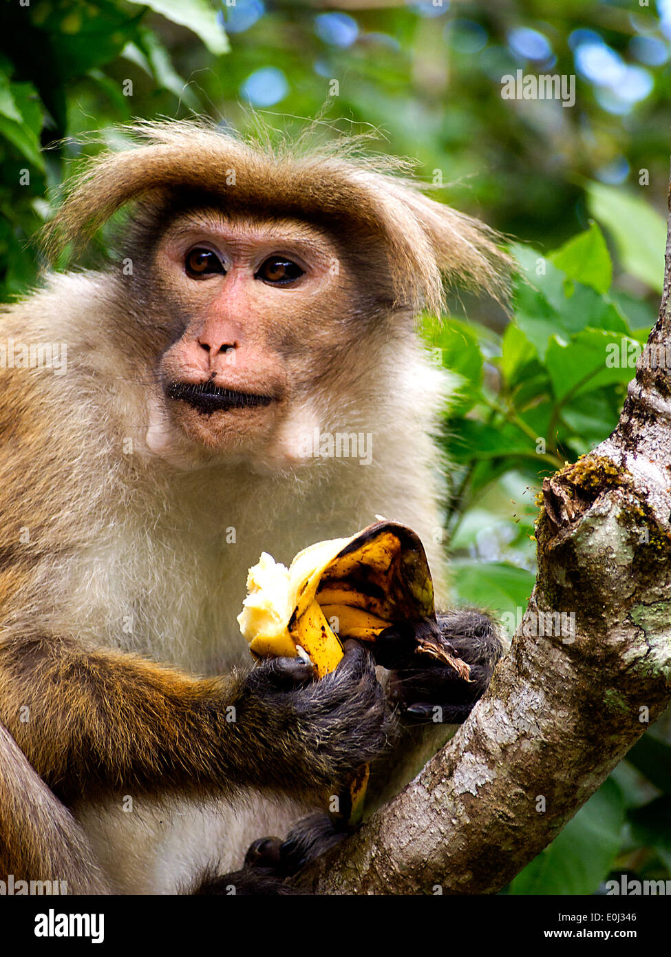 Affe frisst Banane in Sri Lanka Stockfoto