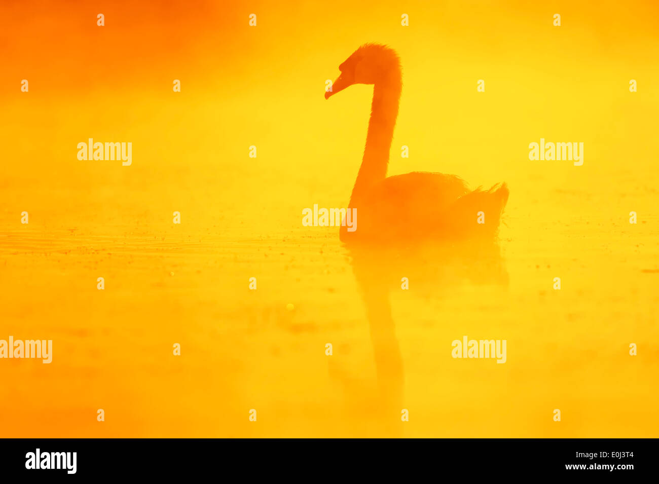 Mute Swan (Cygnus Olor) auf See im Nebel bei Sonnenaufgang, North Rhine-Westphalia, Deutschland Stockfoto
