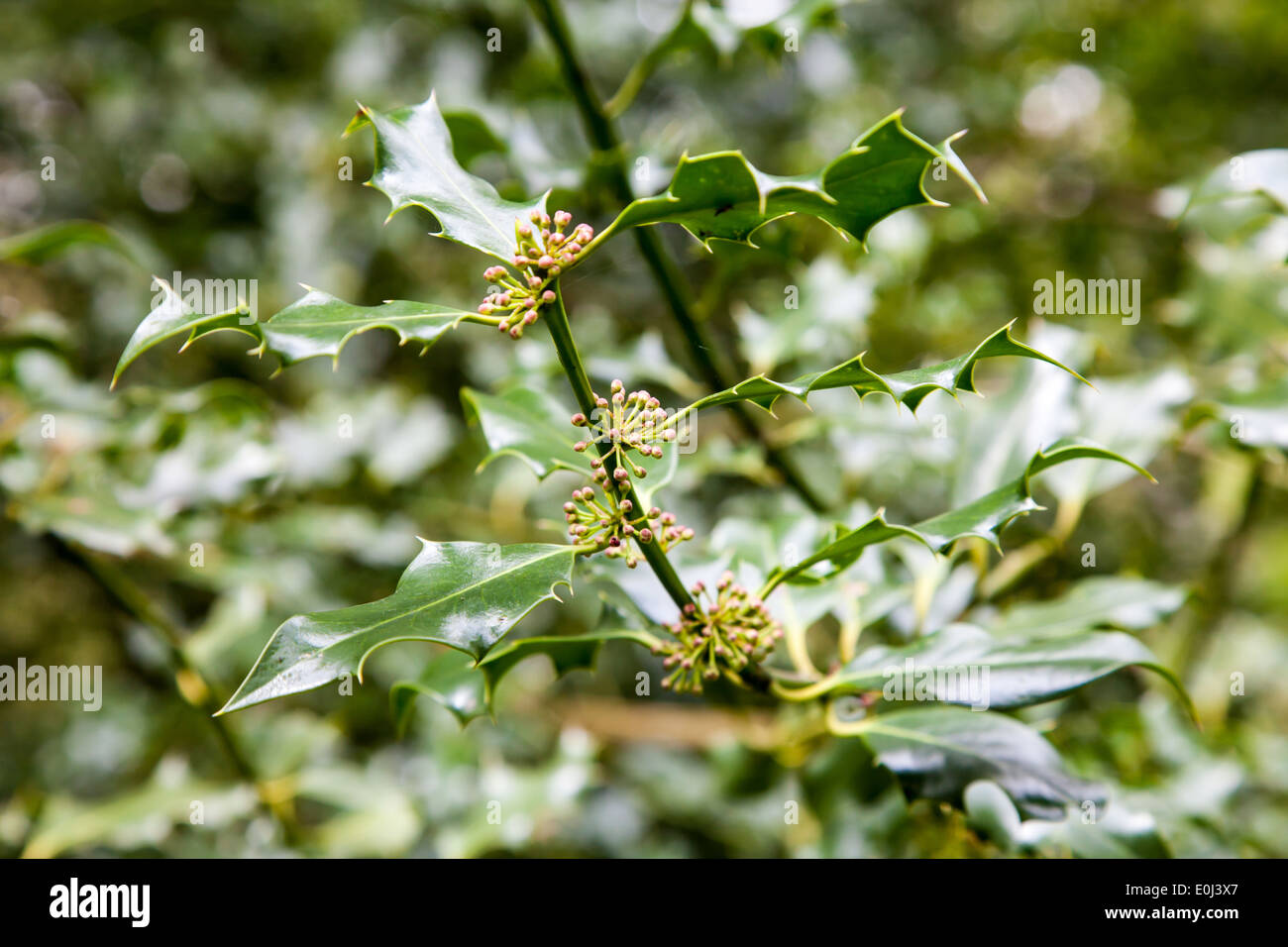 Stechpalme (Ilex) Blätter und Blüten Stockfoto