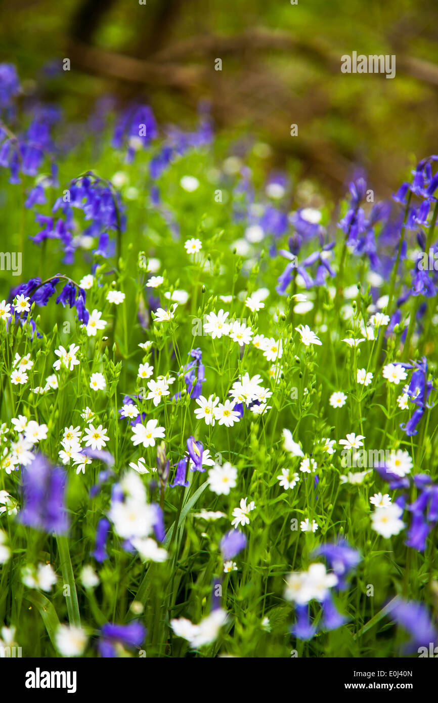 Wildblumen, Bluebells (Hyacinthoides non-scripta) und weiße Blüten von Großstitchwort (Rabelera Holster), Stoke on Trent, Staffordshire, England, Stockfoto