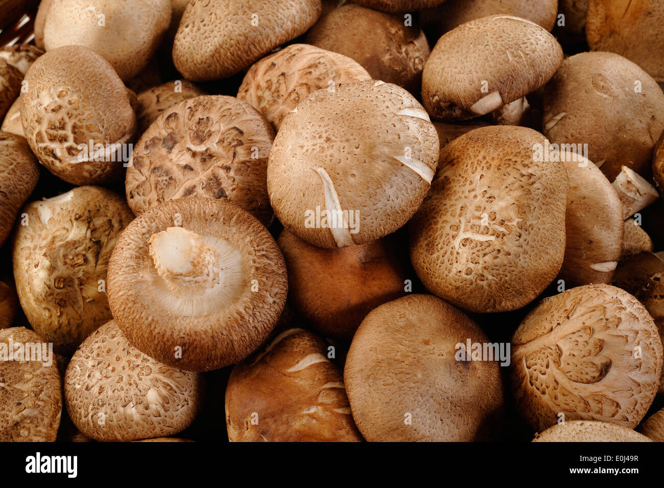 Frische Shiitake Pilze Hintergrund Stockfoto