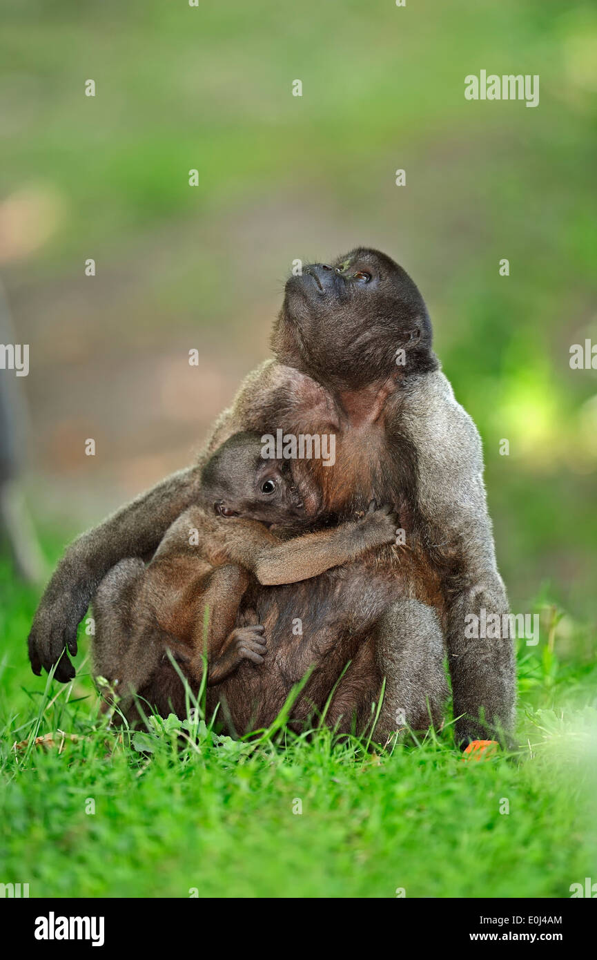 Gemeinsamen Woolly Monkey, braun wollig Affen oder Humboldts Woolly Monkey (Lagothrix Lagotricha), Weibchen mit jungen Stockfoto
