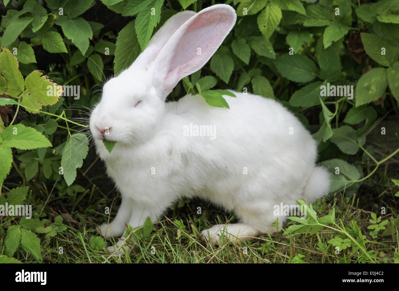 Weißes Kaninchen Blätter zu essen. Stockfoto