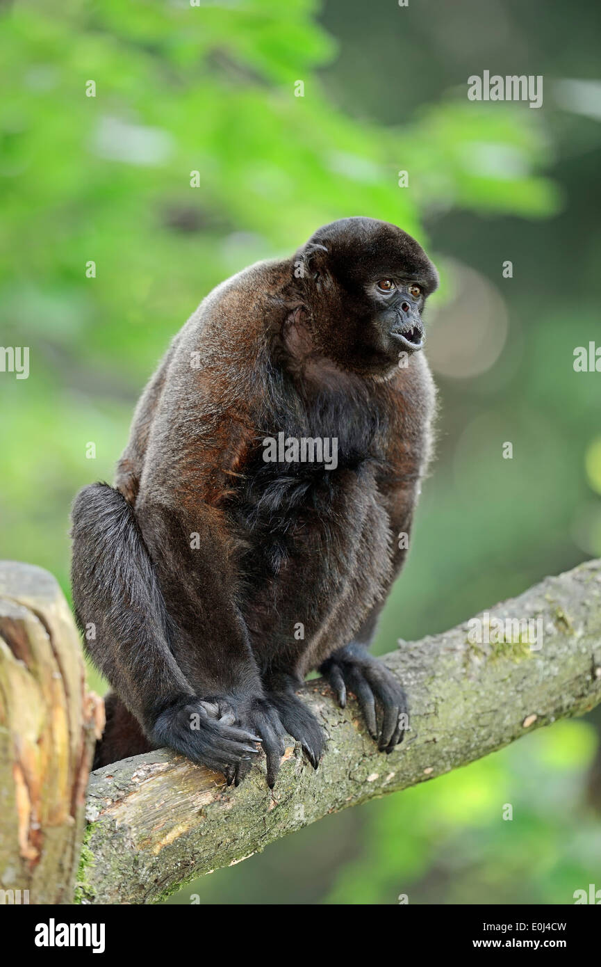 Gemeinsamen Woolly Monkey, braun wollig Affen oder Humboldts Woolly Monkey (Lagothrix Lagotricha) Stockfoto
