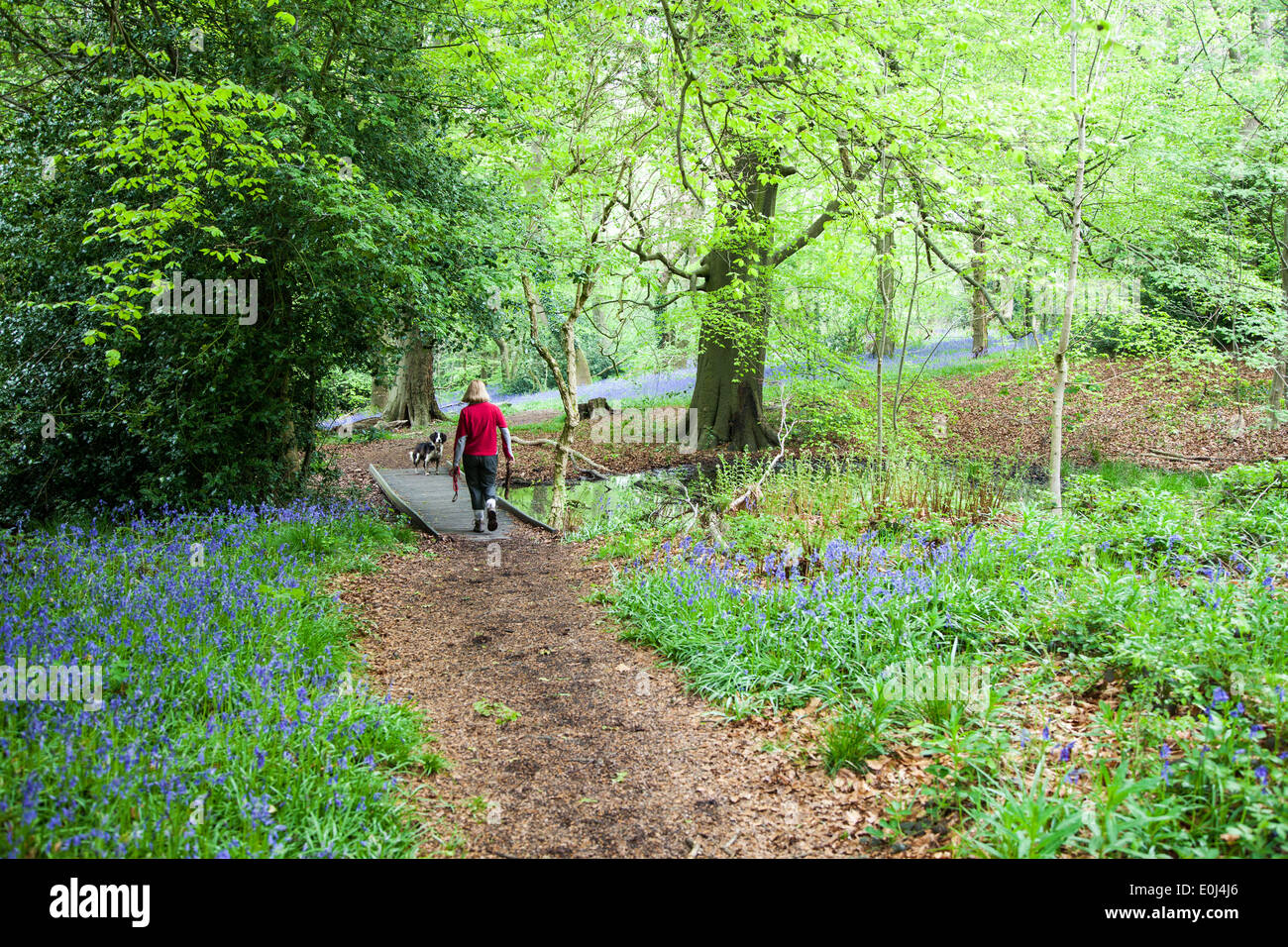 Parrot Drumble Nature Reserve Talke Gruben Stoke on Trent, Staffordshire England UK Stockfoto