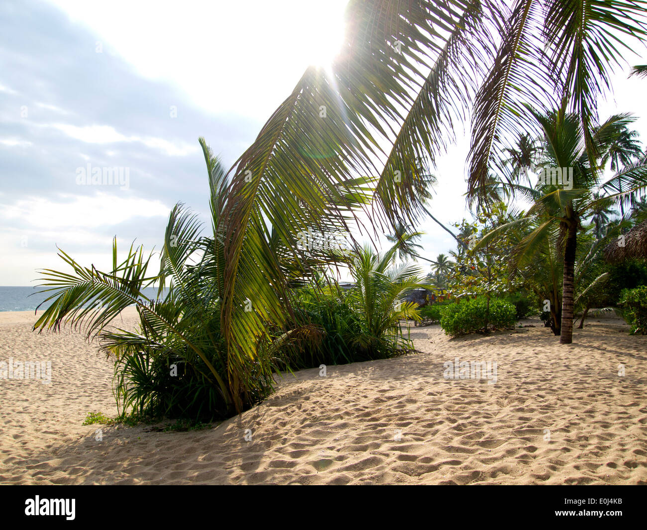 Palmen am Strand von Sri Lanka Stockfoto