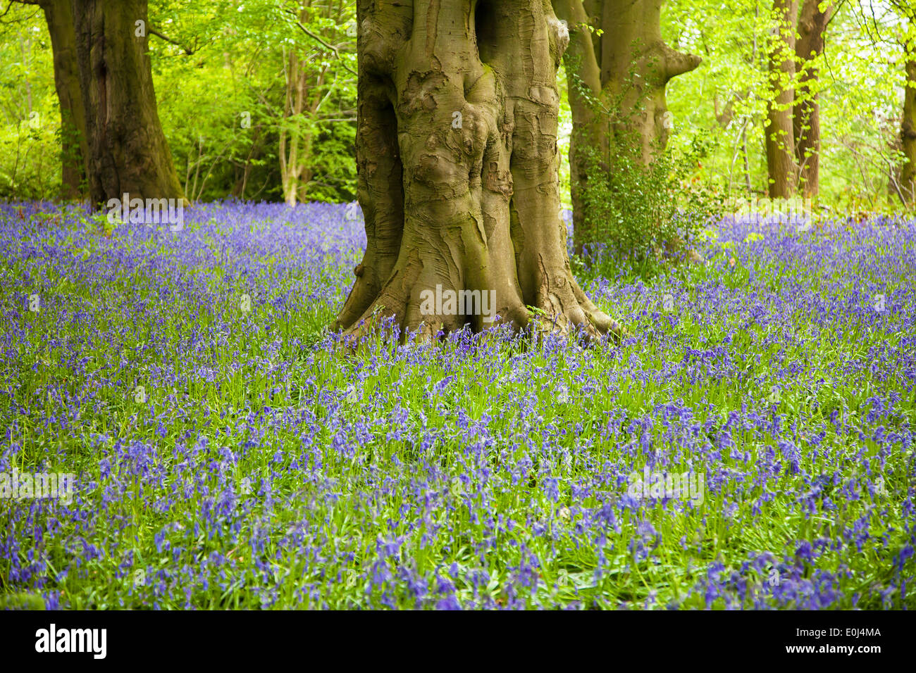 Parrot Drumble Nature Reserve Talke Gruben Stoke on Trent, Staffordshire England UK Stockfoto