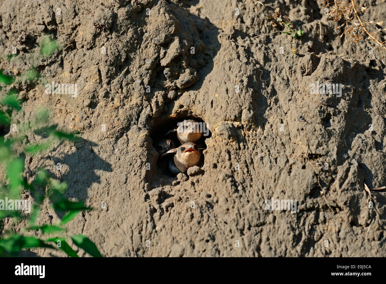 Sand Martin oder Bank schlucken (Riparia Riparia) juvenile Blick aus Nest Loch, North Rhine-Westphalia, Deutschland Stockfoto