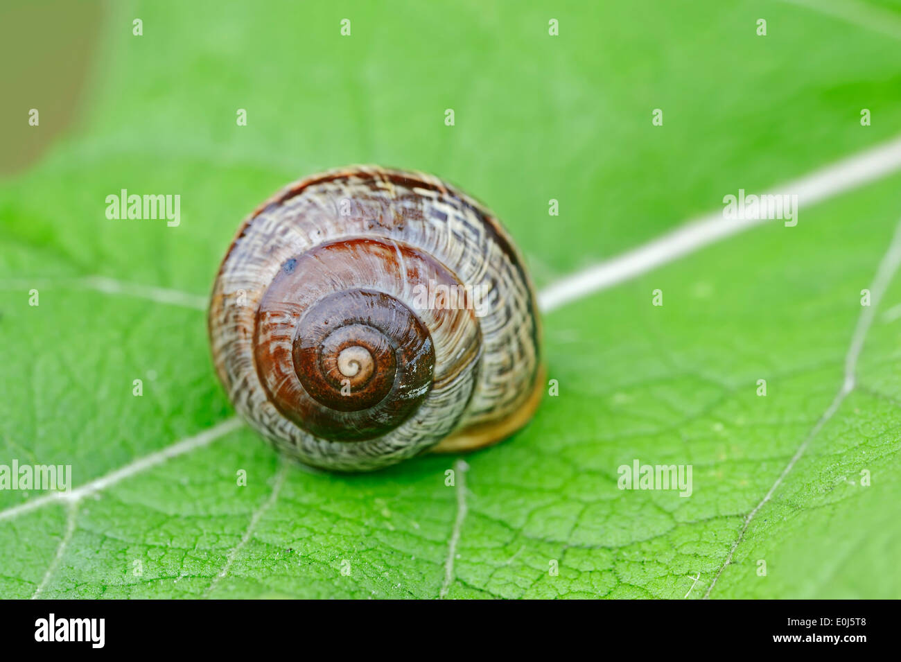 Wäldchen Schnecke, Baum-Schnecke oder Obstgarten Schnecke (Arianta Arbustorum), North Rhine-Westphalia, Germany Stockfoto