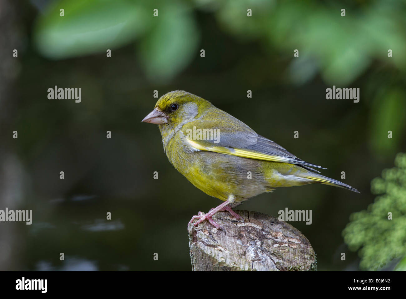 Grünfink männlich, einen gemeinsamen Garten Vogel Stockfoto