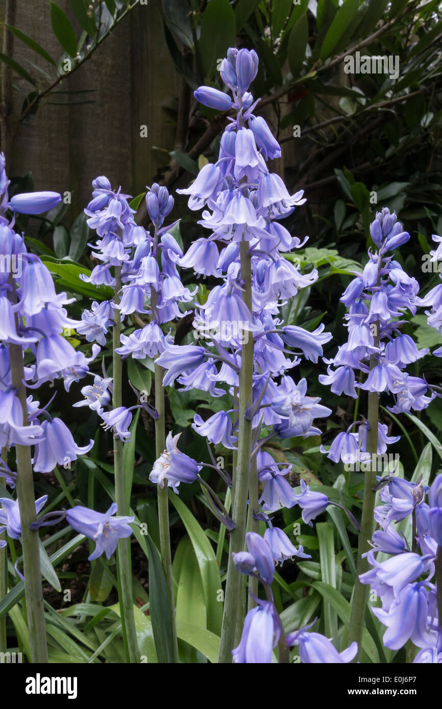 Bluebell Blütenstiele Stockfoto