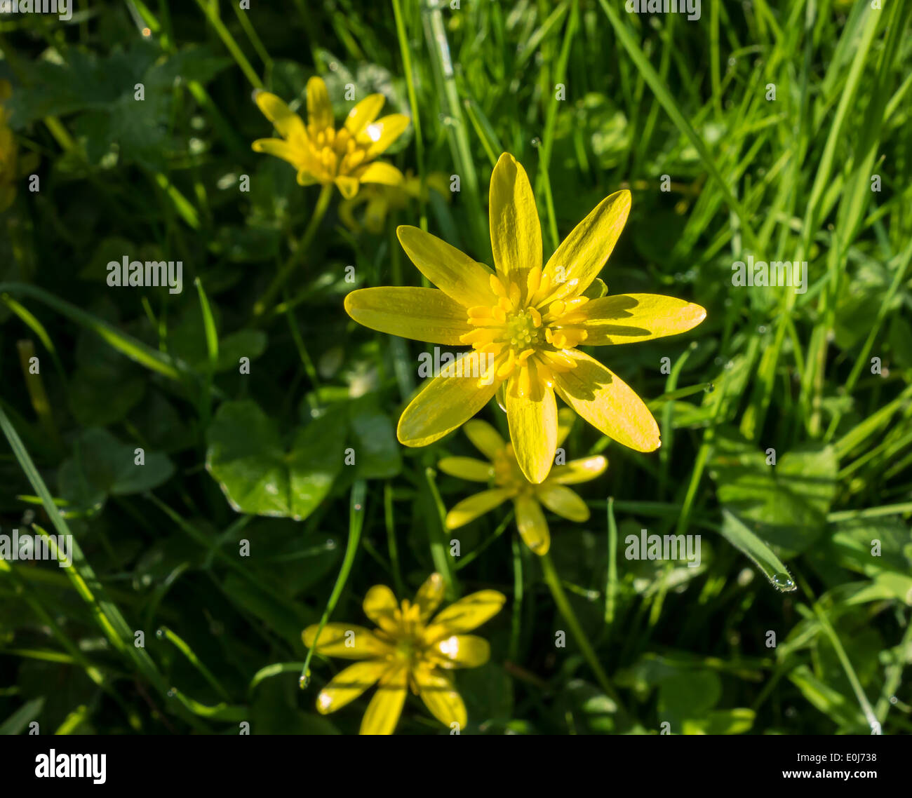 Blume der kleinen Schöllkraut Hahnenfuß-Familie Stockfoto