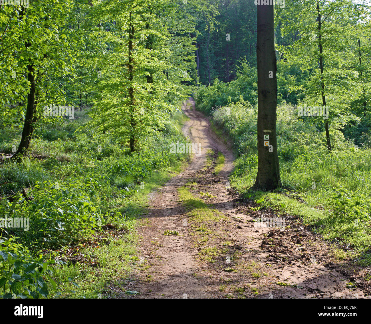 Weise im Frühjahr Wald im kleinen Karpaten Stockfoto