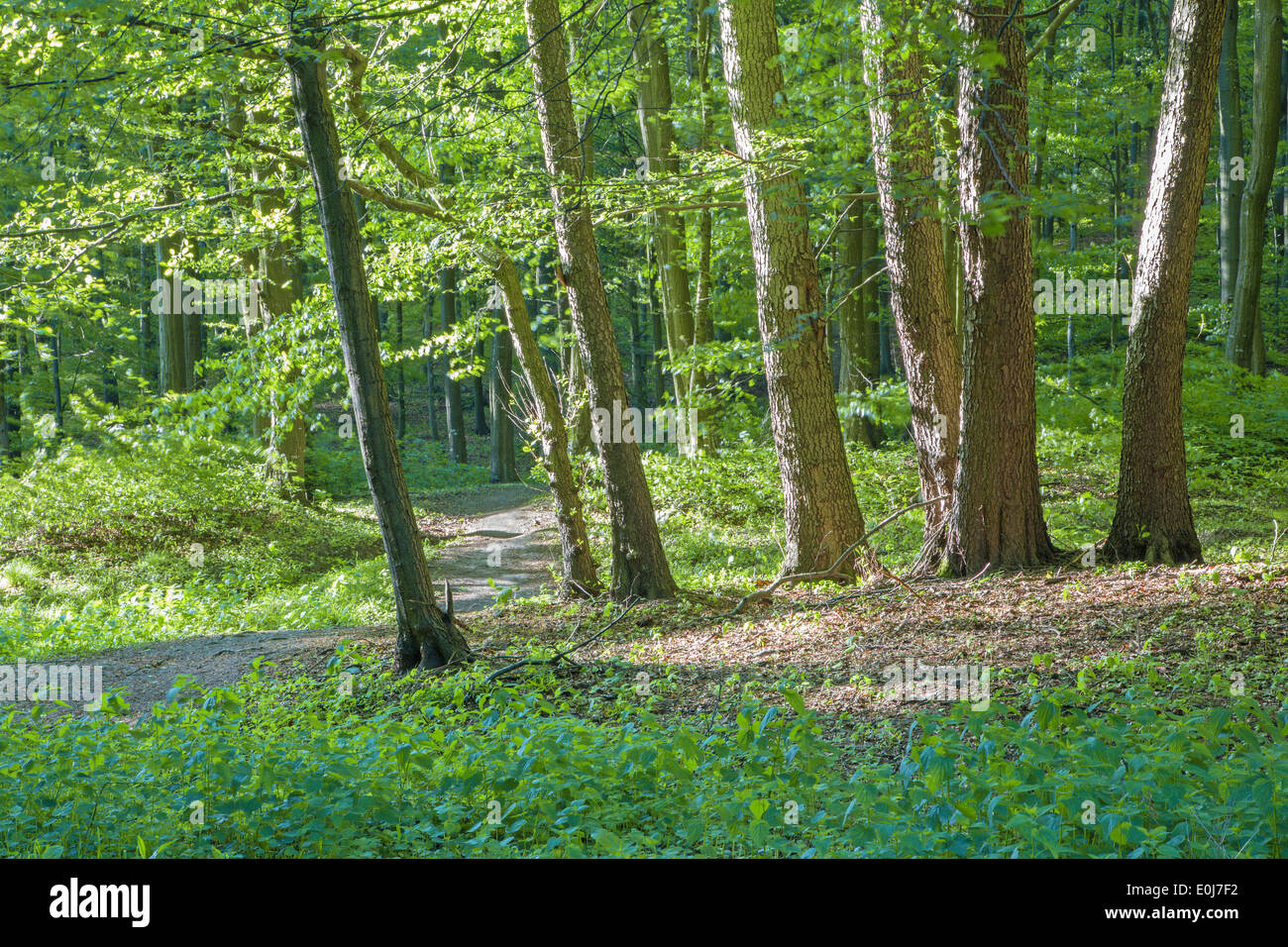 Frühlingswald in kleinen Karpaten Stockfoto
