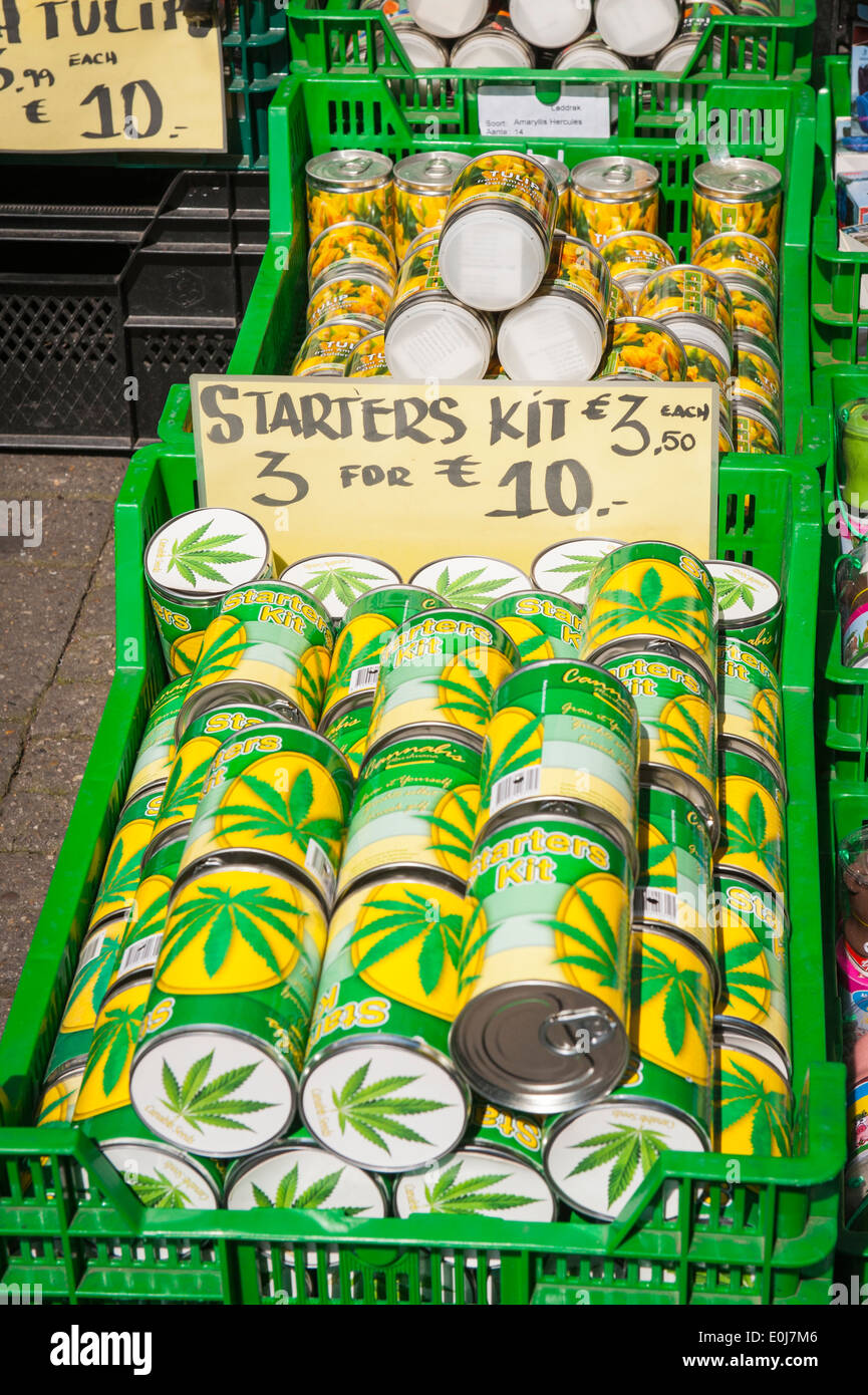 Holland, Niederlande, Amsterdam City, Dosen Markt Blumengeschäft Cannabis Samen Hanf Starter Starter Kit & Tulpe Golden Artist Stockfoto
