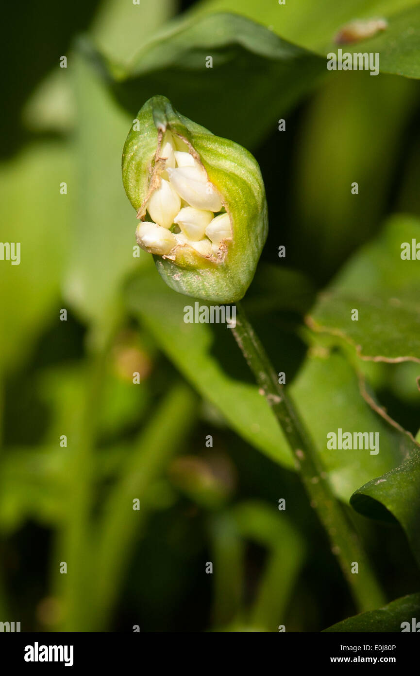 South East England, Kent, Wälder, Bäume Frühlingsblumen, Flora, Allium Ursinum Bärlauch Stoffen Bär Bären Blütenknospe Stockfoto