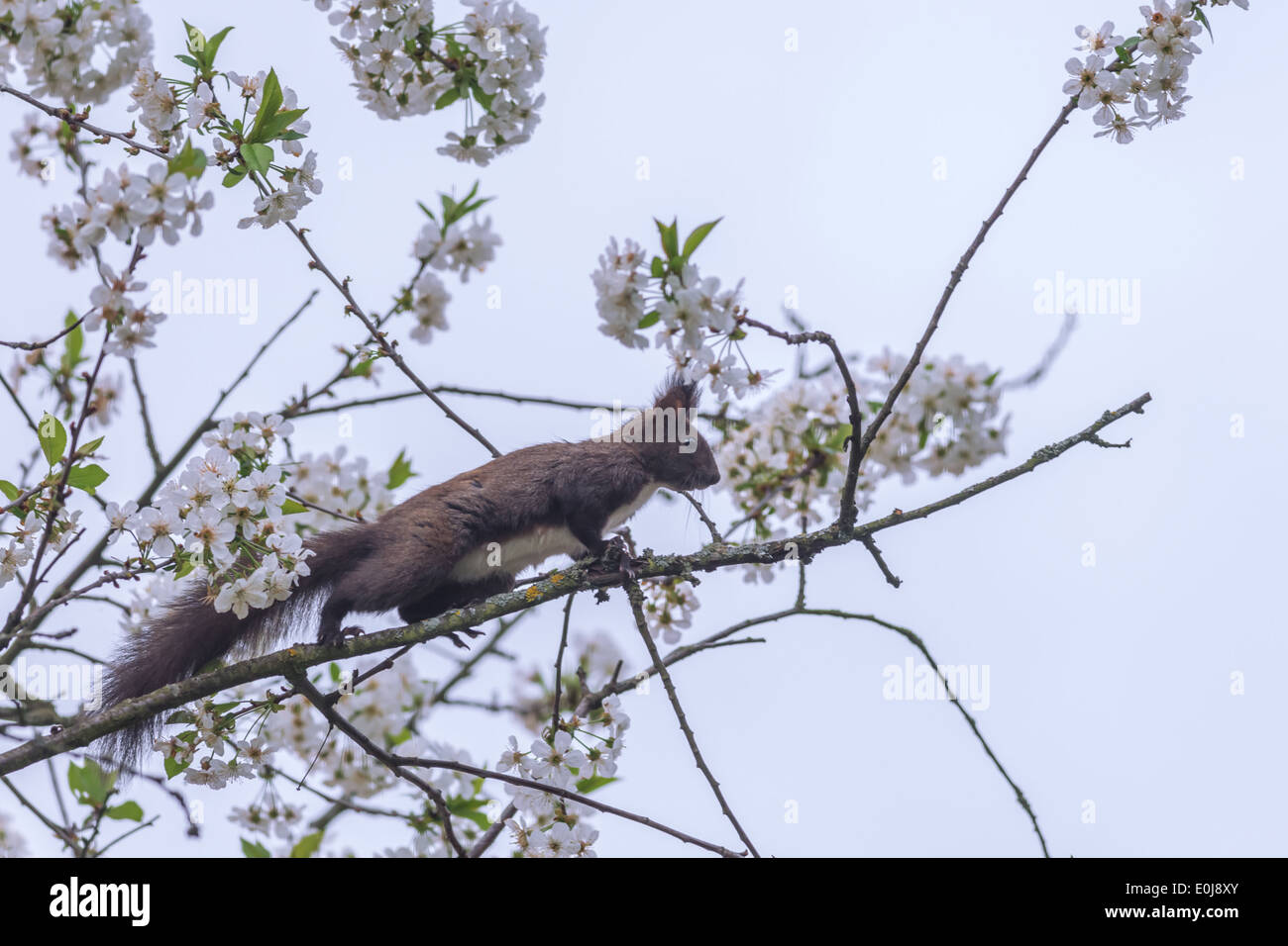 Eichhörnchen Sie auf Cherry Blossom closeup Stockfoto