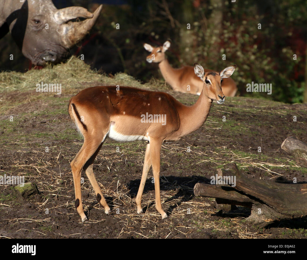 Zwei Impalas (Aepyceros Melampus), afrikanische Antilope Sorte, Rhino im Hintergrund Stockfoto