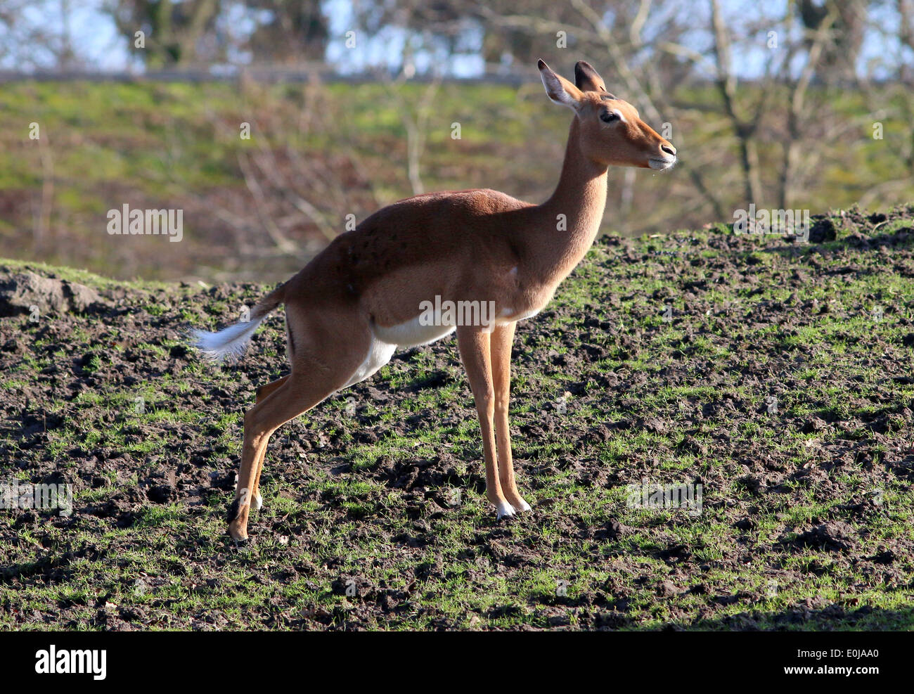 Weibliche Impala (Aepyceros Melampus), einer afrikanischen Antilope-Vielfalt Stockfoto