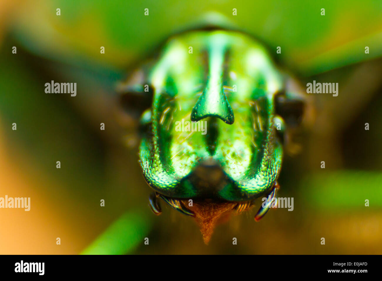Frontale Makroaufnahme eines Cotinus Nitida Bug oder grün Juni Käfers. Das Insekt zeigt eine eigentümliche Horn, rote Zunge und abstrakt aussehen. Symmetrische Schuss Stockfoto